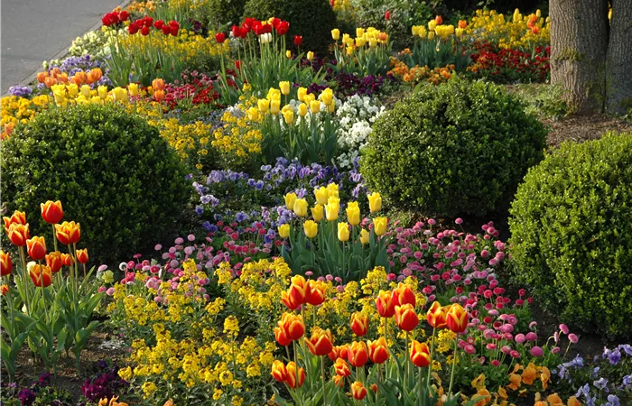 Die schönsten Begleitpflanzen für Blumenzwiebeln und -knollen Die schönsten Begleitpflanzen für Blumenzwiebeln und -knollen