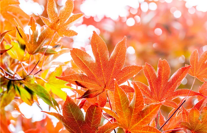 Die schönsten Gehölze für den goldenen Herbst Die schönsten Gehölze für den goldenen Herbst