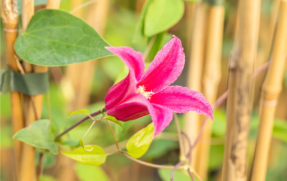 Clematis texensis 'Princess Diana'