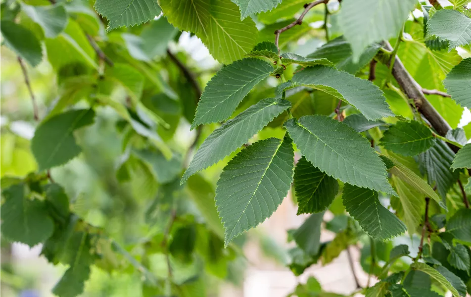 Ulmus glabra Camperdownii