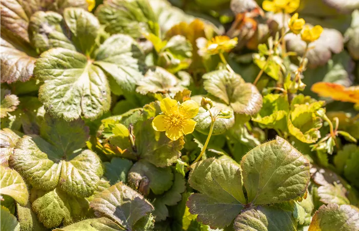 Bodendecker Bodendecker