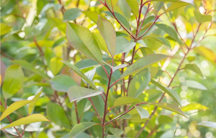 Immergrüne Immergrüne